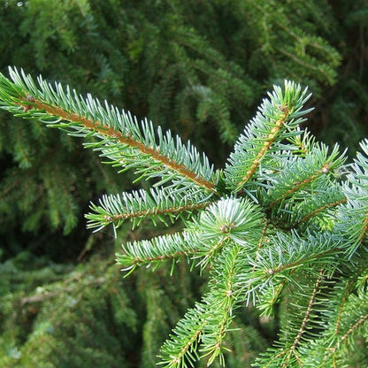 Servische spar (Picea omorika)