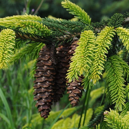 Kaukasische spar (Picea orientalis) 'Aureospicata'