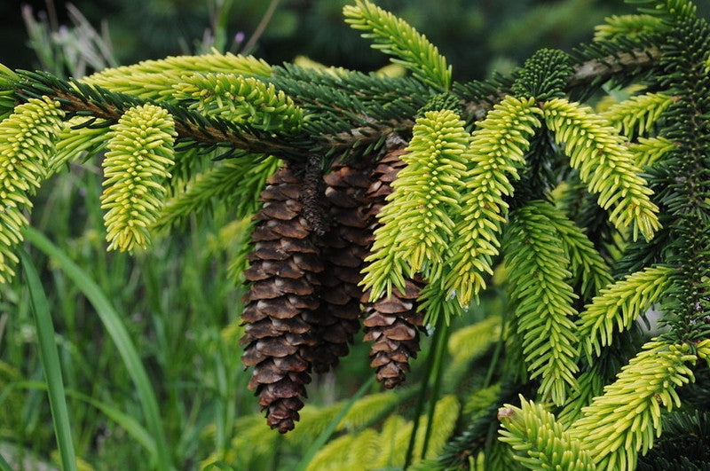 Kaukasische spar (Picea orientalis) 'Aureospicata'