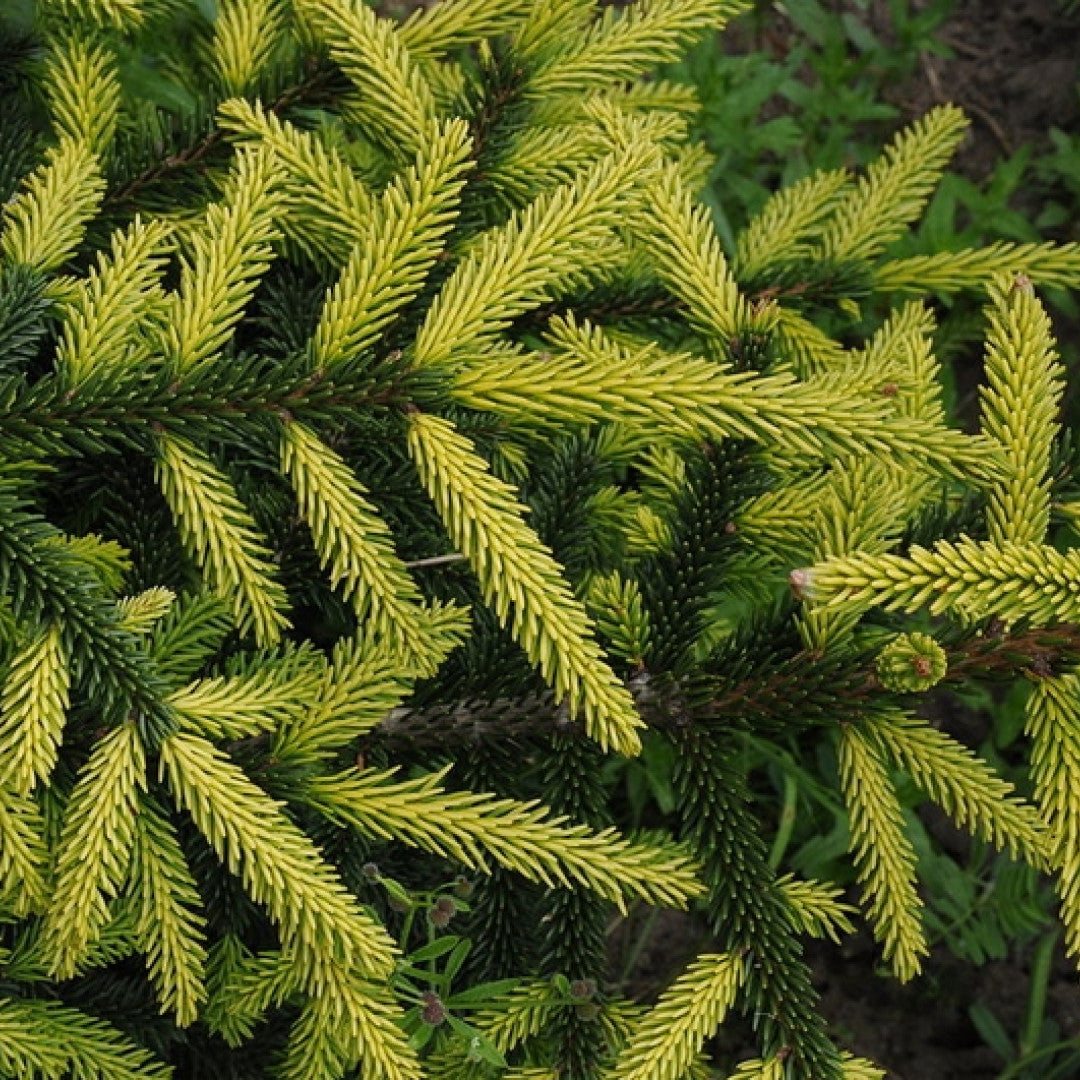 Kaukasische spar (Picea orientalis) 'Aureospicata'