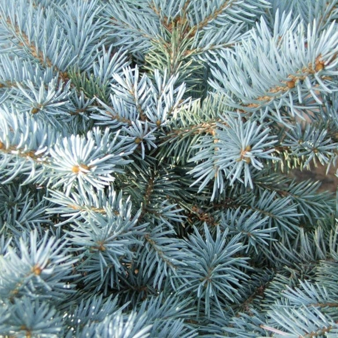 Blauwspar (Picea pungens) 'Glauca Globosa'