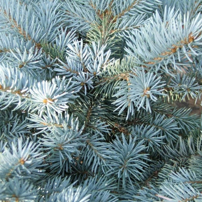 Blauwspar (Picea pungens) 'Glauca Globosa'