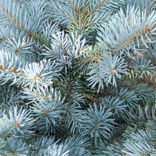 Blauwspar (Picea pungens) 'Glauca Globosa'