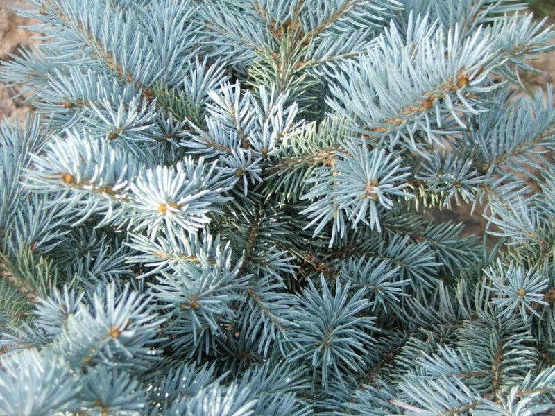 Blauwspar (Picea pungens) 'Glauca Globosa'