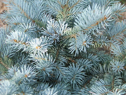 Blauwspar (Picea pungens) 'Glauca Globosa'