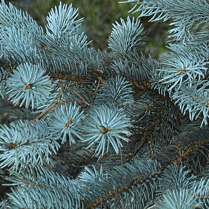 Blauwspar (Picea pungens) 'Glauca'