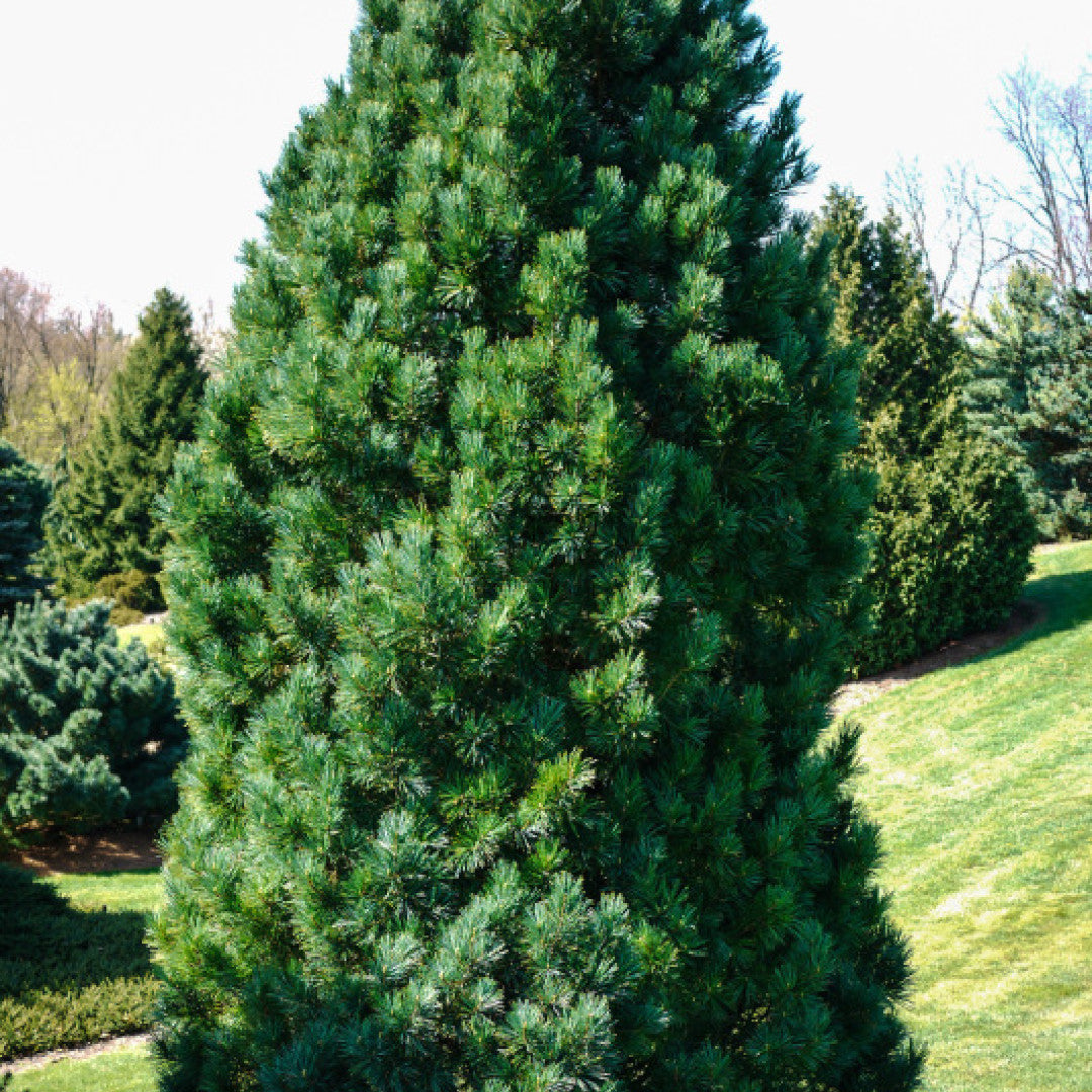 Den (Pinus cembra) 'Compacta Glauca'