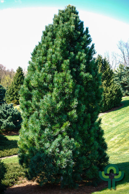 Den (Pinus cembra) 'Compacta Glauca'