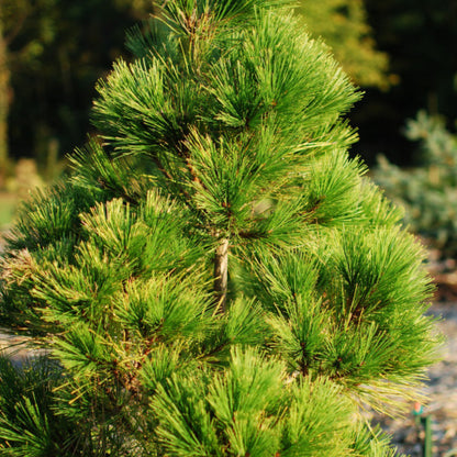 Den (Pinus densiflora) 'Aurea'