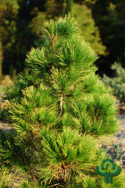 Den (Pinus densiflora) 'Aurea'