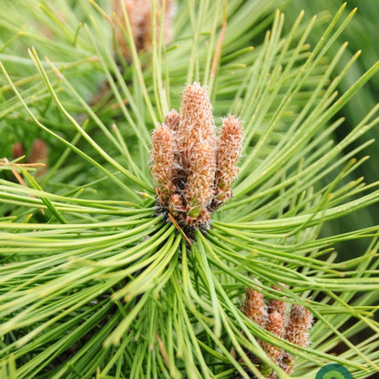 Den (Pinus densiflora) 'Jane Kluis'