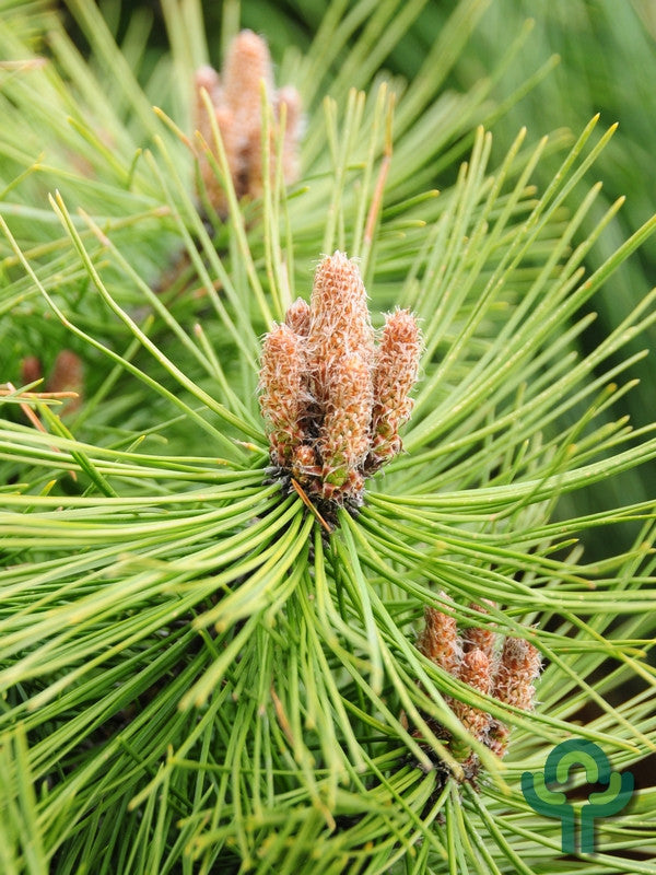 Den (Pinus densiflora) 'Jane Kluis'