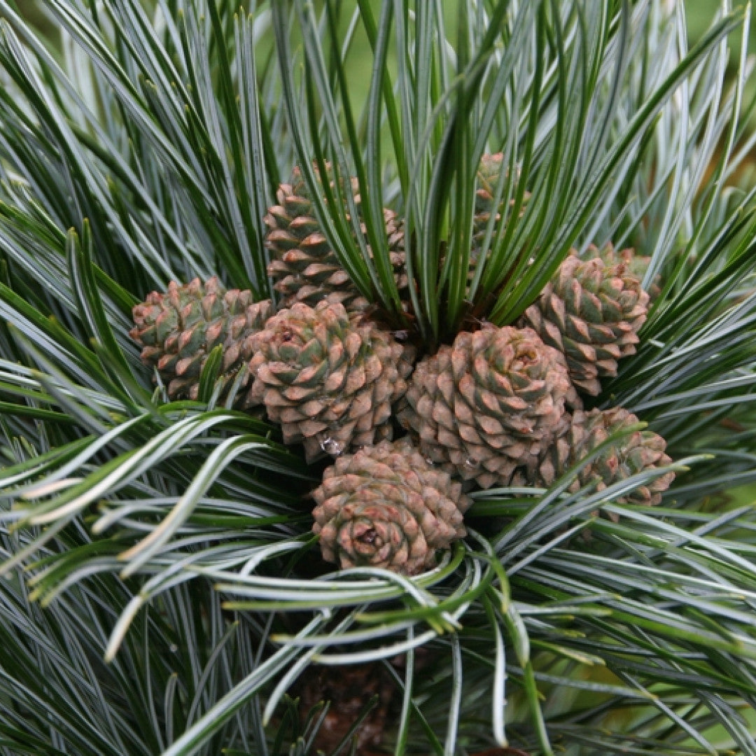 Den (Pinus koraiensis) 'Silveray'
