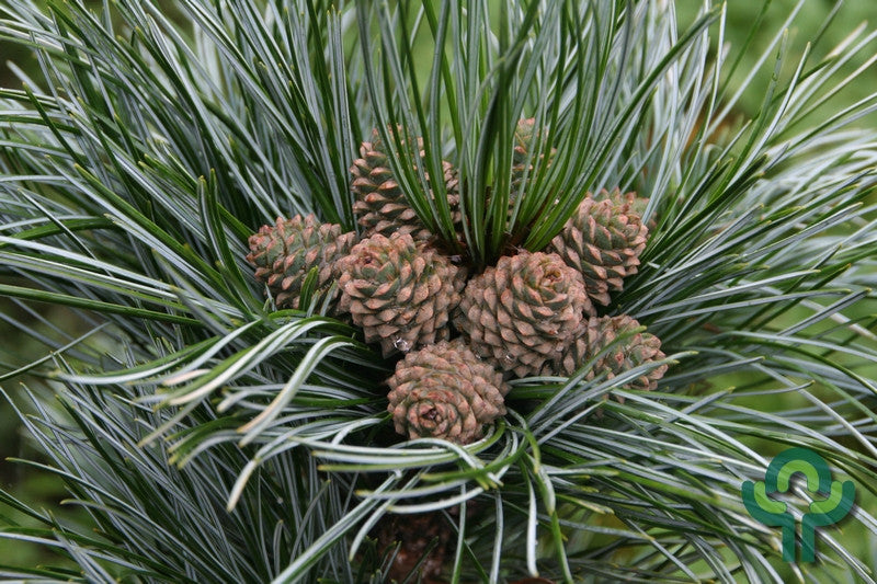 Den (Pinus koraiensis) 'Silveray'