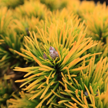 Bergden (Pinus mugo) 'Carsten'