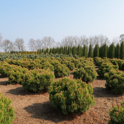 Bergden (Pinus mugo) 'Mops'