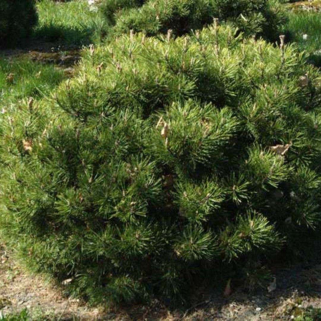 Bergden (Pinus mugo) 'Mops'