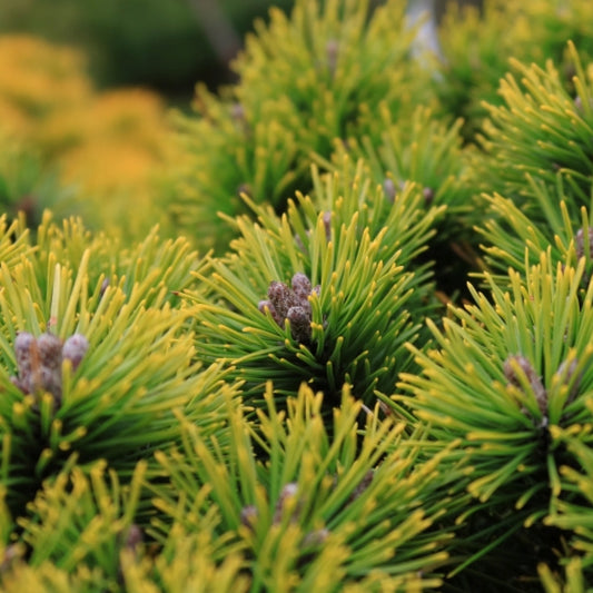 Bergden (Pinus mugo) 'Ophir'