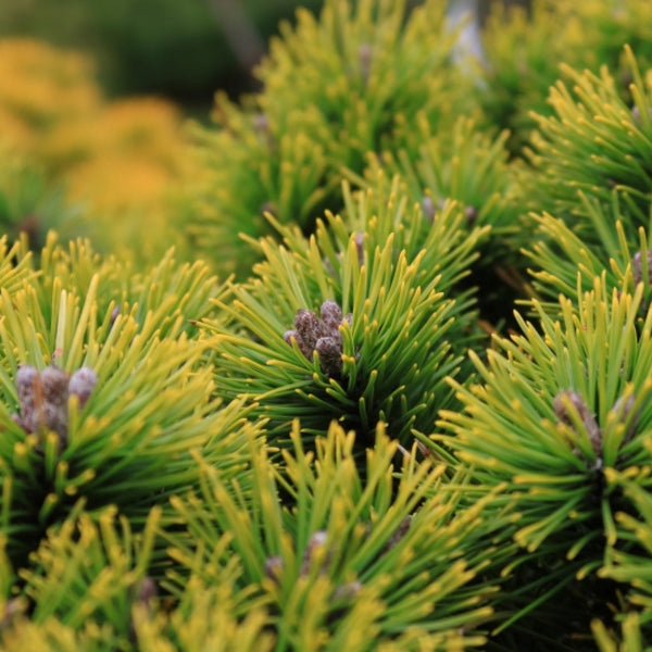 Bergden (Pinus mugo) 'Ophir'
