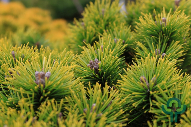 Bergden (Pinus mugo) 'Ophir'