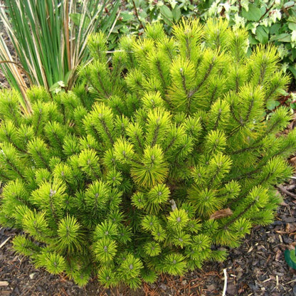 Bergden (Pinus mugo) 'Ophir'