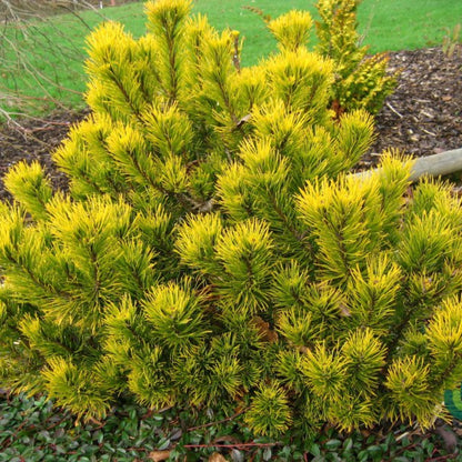 Bergden (Pinus mugo) 'Winter Gold'