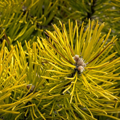 Bergden (Pinus mugo) 'Zundert'