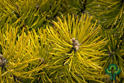Bergden (Pinus mugo) 'Zundert'