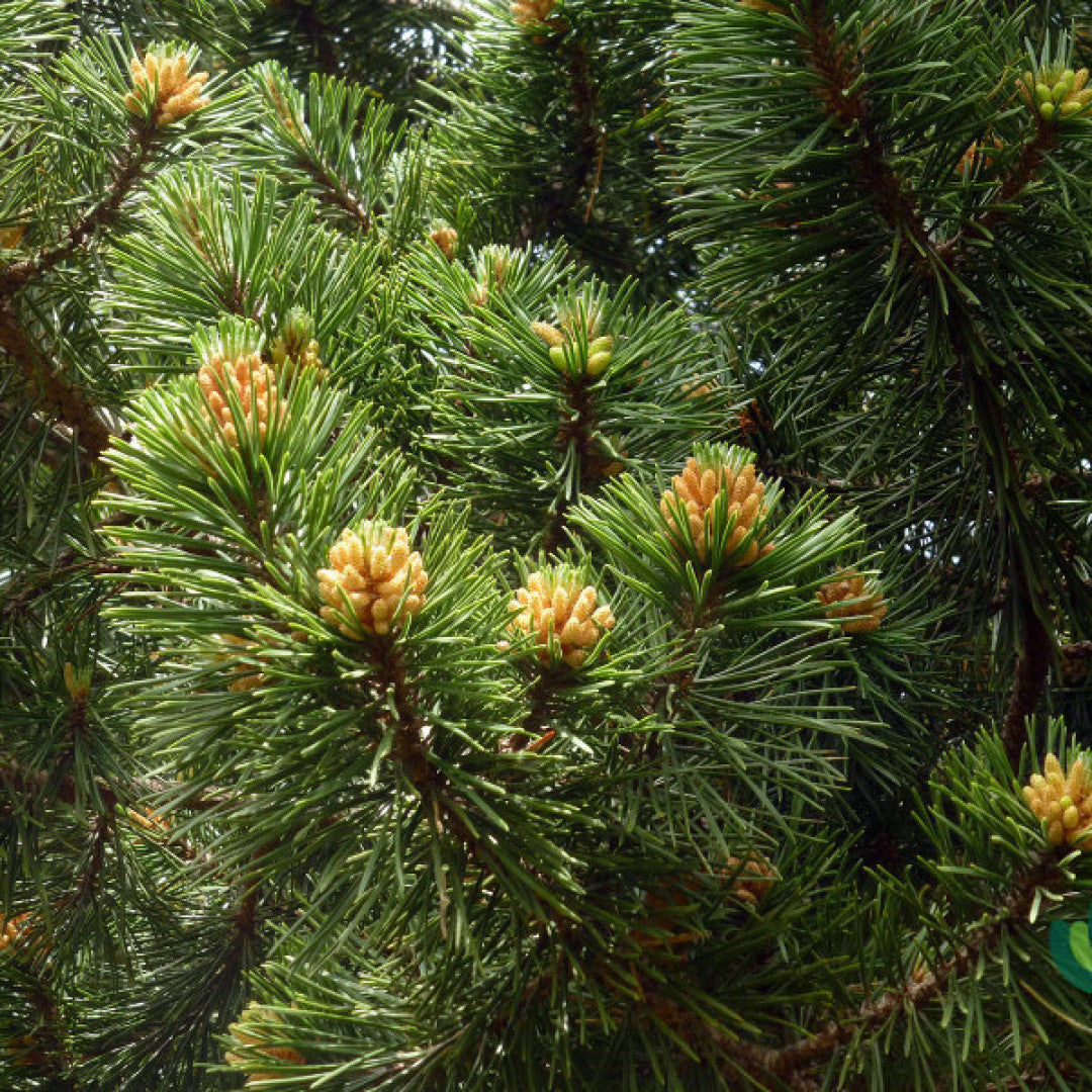 Bergden (Pinus mugo uncinata)