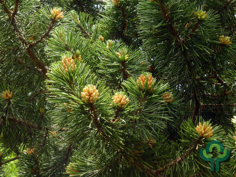 Bergden (Pinus mugo uncinata)
