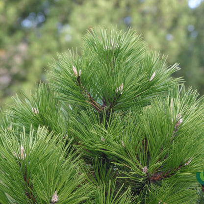 Zwarte den (Pinus nigra) 'Hornibrookiana'
