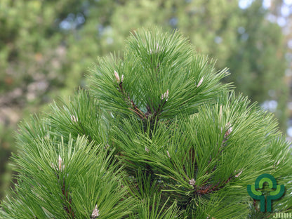 Zwarte den (Pinus nigra) 'Hornibrookiana'