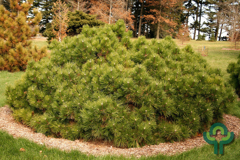 Zwarte den (Pinus nigra) 'Marie Bregeon'