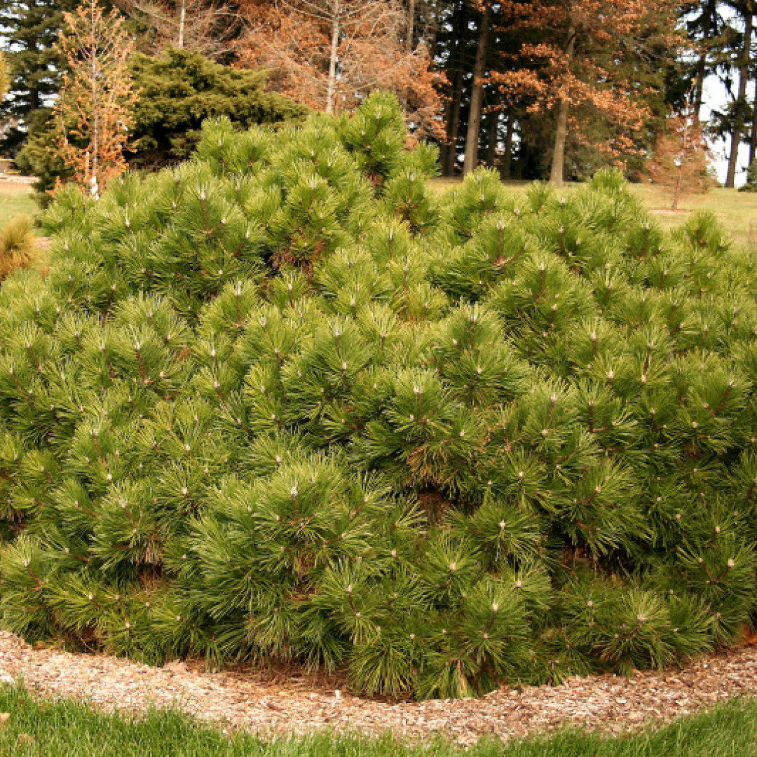 Zwarte den (Pinus nigra) 'Pierrick Bregeon'