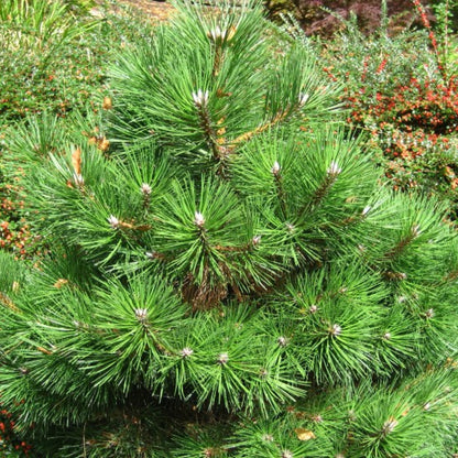 Zwarte den (Pinus nigra) 'Nana'