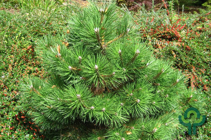 Zwarte den (Pinus nigra) 'Nana'