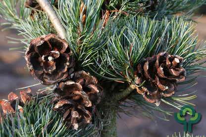Den (Pinus parviflora) 'Tempelhof'