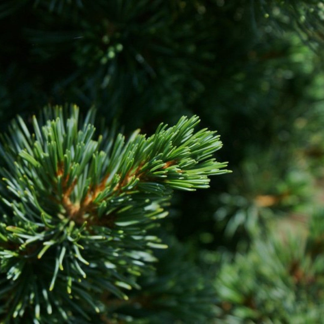 Den (Pinus parviflora) 'Aoi'