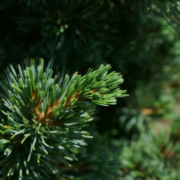 Den (Pinus parviflora) 'Aoi'