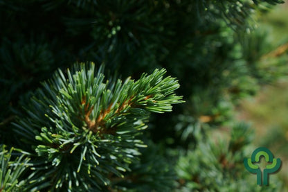 Den (Pinus parviflora) 'Aoi'