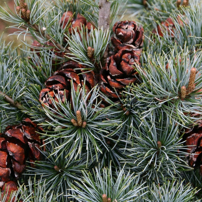 Den (Pinus parviflora) 'Negishi'