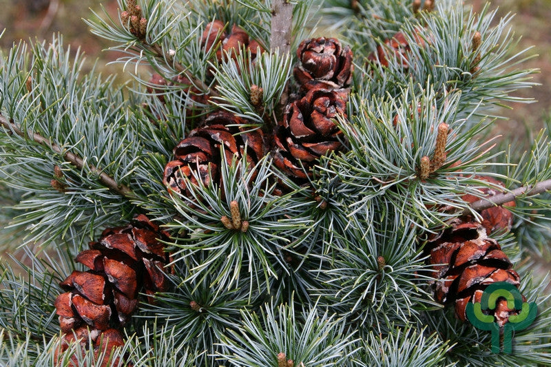 Den (Pinus parviflora) 'Negishi'