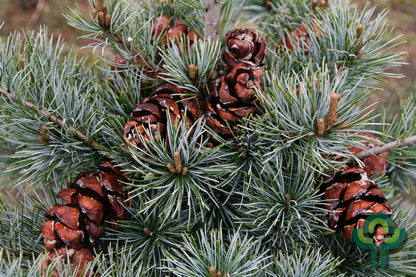 Den (Pinus parviflora) 'Negishi'