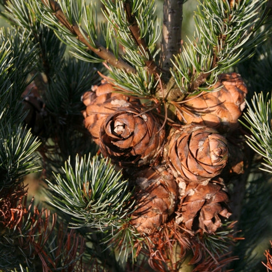 Den (Pinus parviflora) 'Ryu-ju'