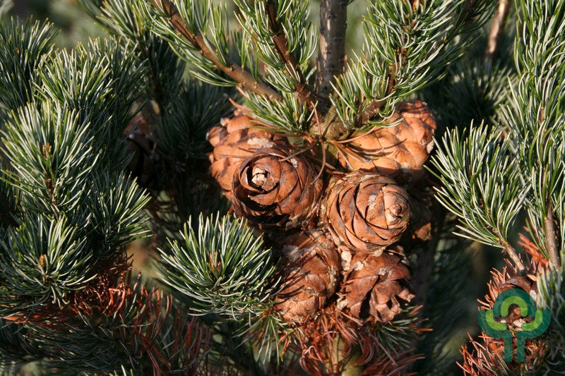 Den (Pinus parviflora) 'Ryu-ju'