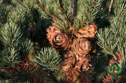 Den (Pinus parviflora) 'Ryu-ju'