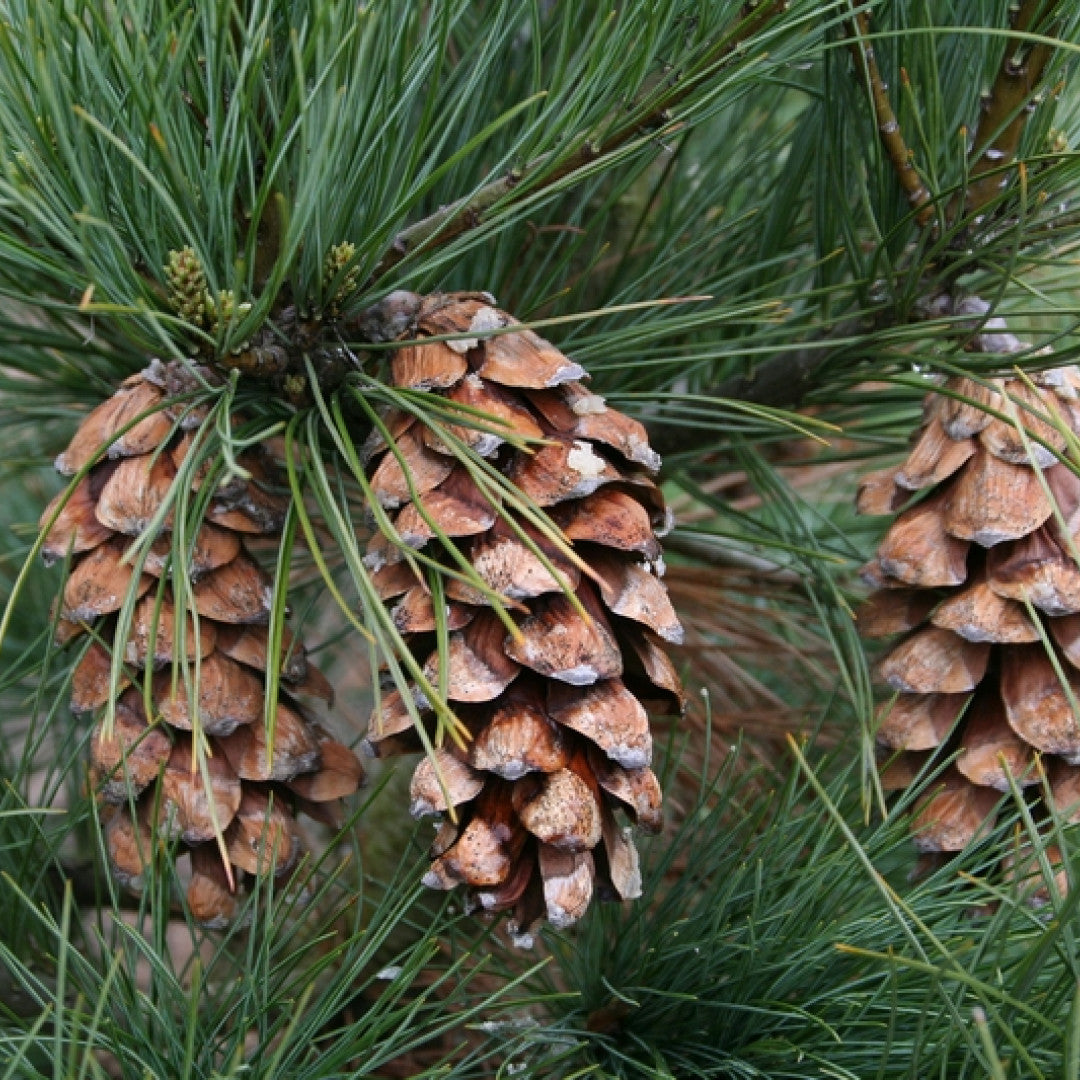 Den (Pinus peuce)