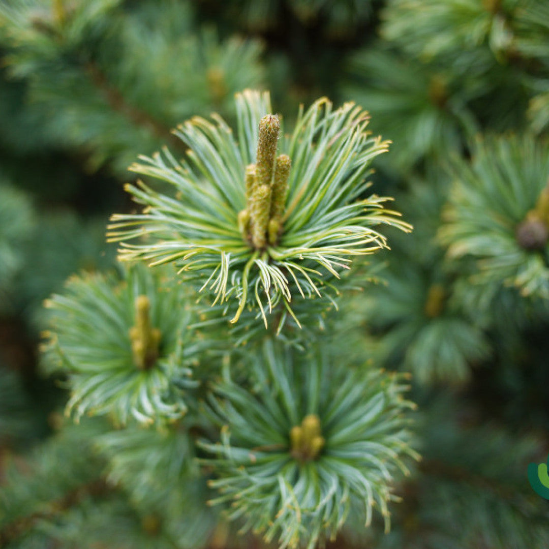 Den (Pinus pumila) 'Glauca'