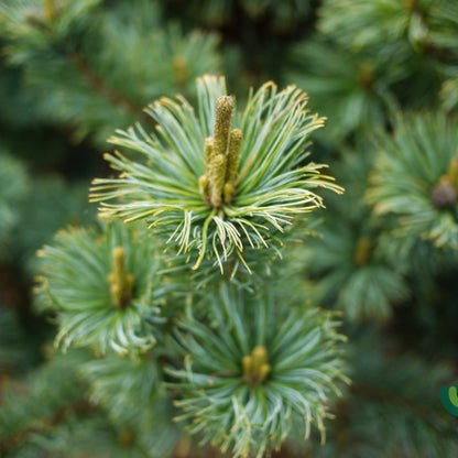 Den (Pinus pumila) 'Glauca'