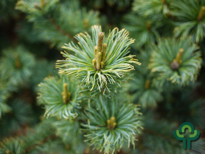 Den (Pinus pumila) 'Glauca'